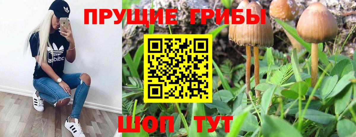 Сафоново  Псилоцибиновые грибы мицелий  Вход с VPN 